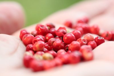 rosepepper