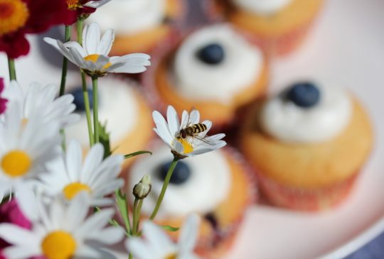 Image: Om blomster, bier og humler og sånn …